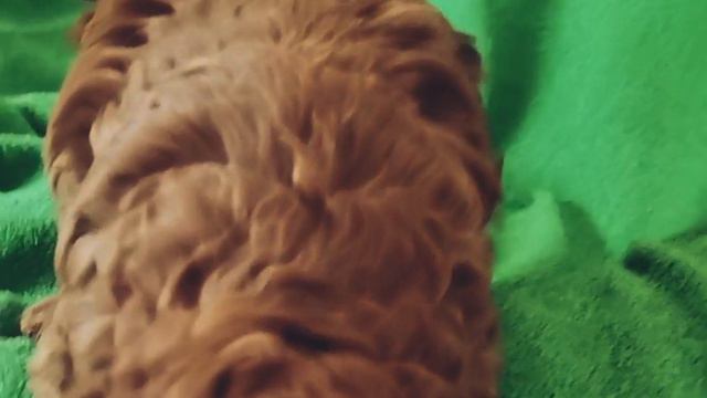 YouCut_20240331_144634398.mp4