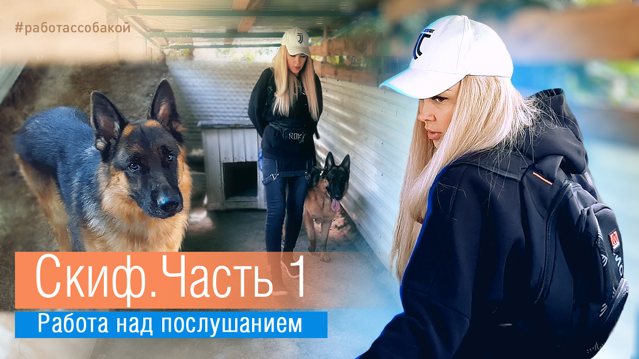 Работа над послушанием. Немецкая овчарка Скиф. Часть1.