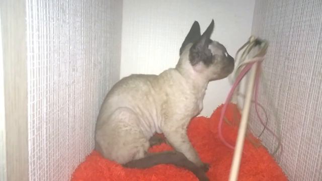 Девон рекс котята с голубыми глазами
