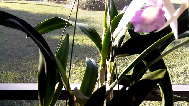 Cattleya · Blc. Marg Putman - 5 bloom spike
