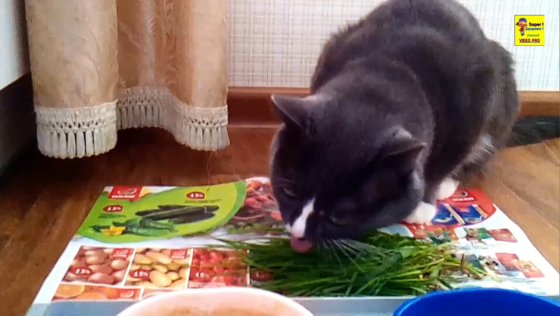Кот вкусно ест траву