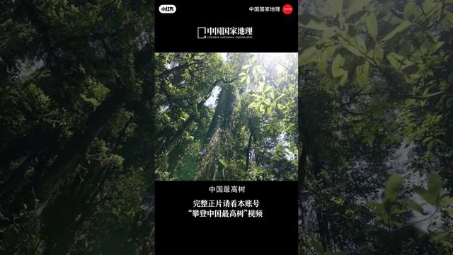 Юньнаньская ель Хуангго самое высокое дерево Китая
