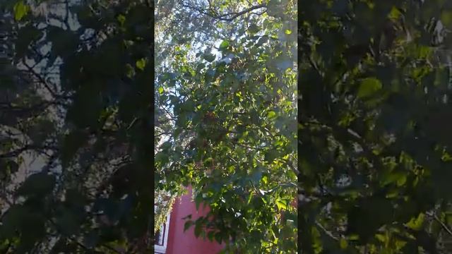Праздник Успения Пресвятой Богородицы 28 августа