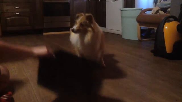 Задание 1 продвинутые шелли