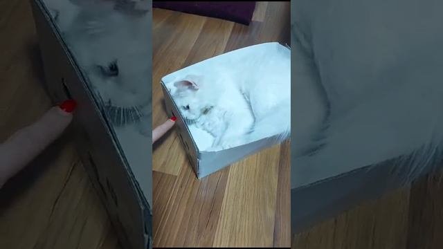 Persi. Turkish Angora Cat.  Перси. Турецкая ангора, кошка.