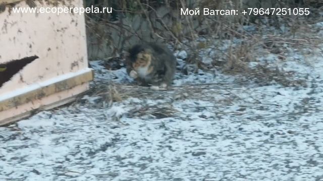 Рабочий день перепеловода, у меня нет МЫШЕЙ и не будет.!!!