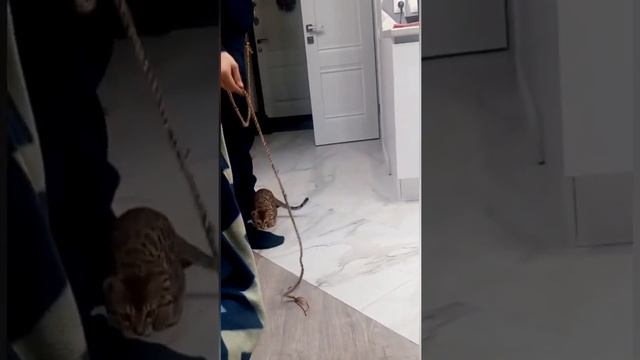 Бенгальская кошка миа👌👍