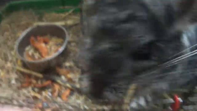 Кристина играет с Марком))