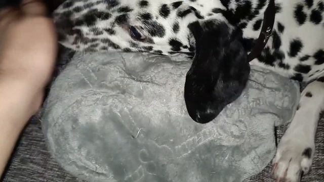 Далматин Кикс #6▷Вкусняшки и игрушки