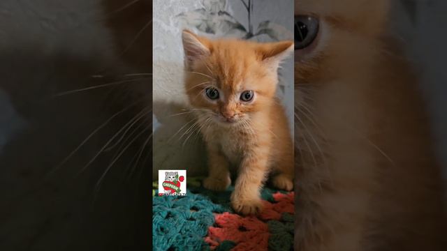 Рыжие медвежата завтра уезжают в новые дома ☀️🏡😻🏡😻🏡😻 #kittens