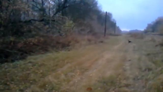 Охота с гончими