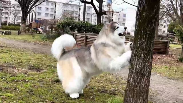 В Японии живет парень Токо, который мечтает стать собакой