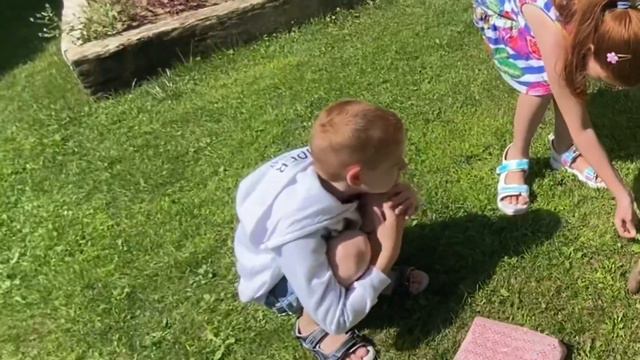 Bellis Delux. Черепаха ест одуванчики.