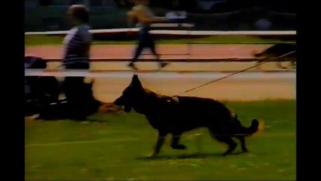 Главная выставка России. Санкт-Петербург. 1997 год (классы щенков и подростков)