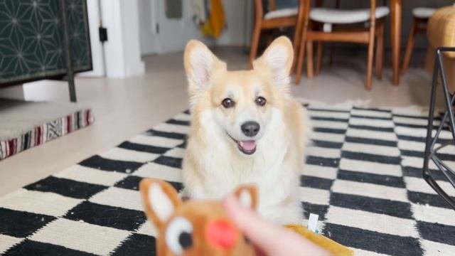 Keep Your Dog Busy This Holiday Season With Super Chewer