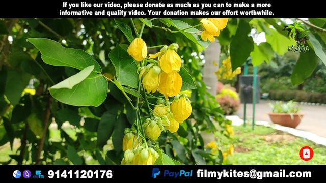 Flowers | 104 | senna nitida | Glossy Cassia | beautiful flowers