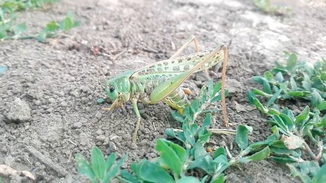 Decticus Verrucivorus (Linnaeus, 1758). Самка серого кузнечика делает кладку.