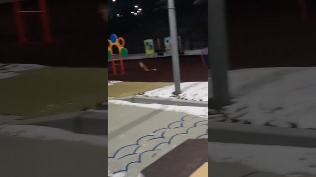 Лиса пришла в детский сад?