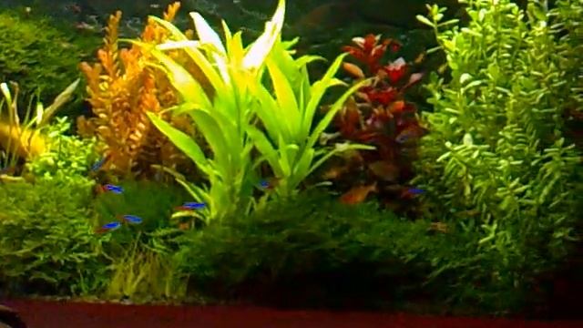 Мой аквариум на 100 литров