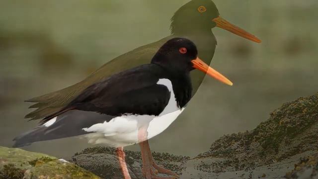 Кулик-сорока (лат.  Haematopus ostralegus)