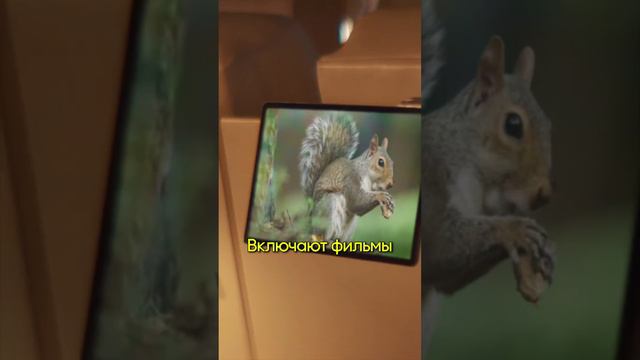 Первая в мире авиакомпания только для собак