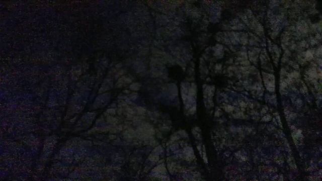 Лес сова