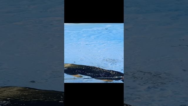 #человексобакедруг
#милота