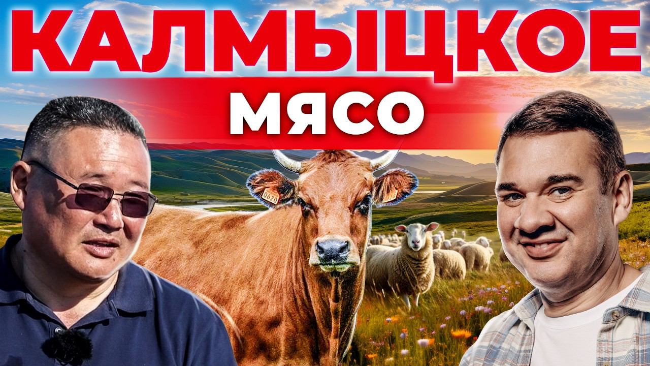 Откорм бычков в Калмыкии. Как получается мраморная говядина? Порода КРС и овцеводство. Своя еда