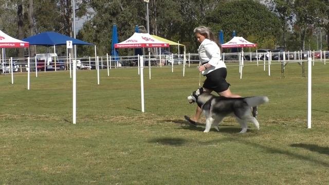 28 July 2019 LKA Champ Show