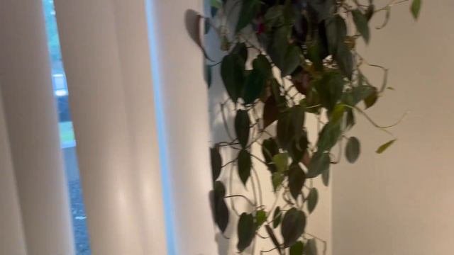 2023 Plant Tour In My New Apartment!