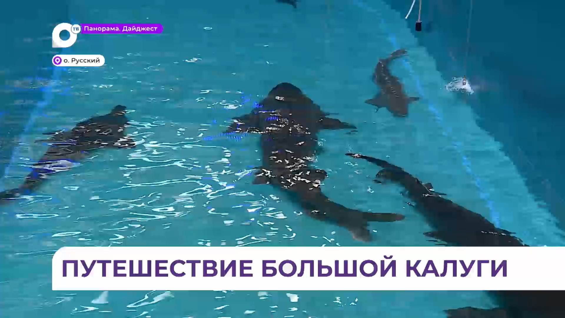 Три огромные калуги из Приморского океанариума переезжают в Хабаровский край