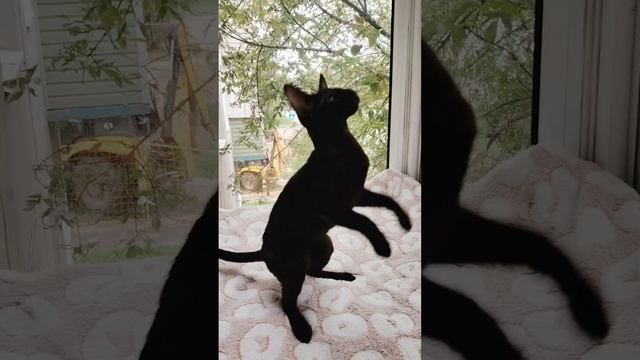 Мальчик Ориентальчик