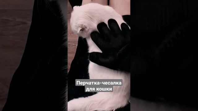 Перчатка-чесалка для белой кошки #4д #четыредевочки #белаякошка #котики #кусака #cat #чесалка