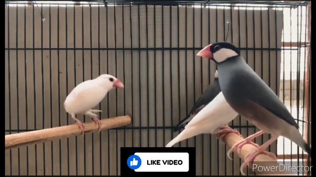albino java fench? youtube videos daily new post birds related ?