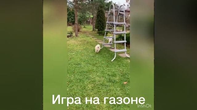 Бишон фризе и шпиц