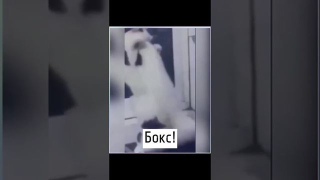 Видео от МЕМЫ