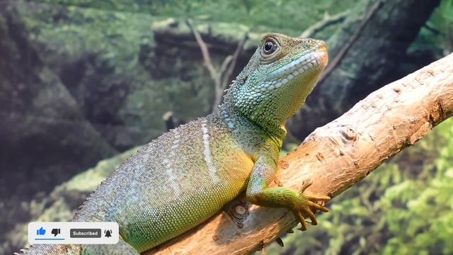 Учим Животных на английском Корова Собака Динозавр Лошадь Развивающие Мультики для Детей