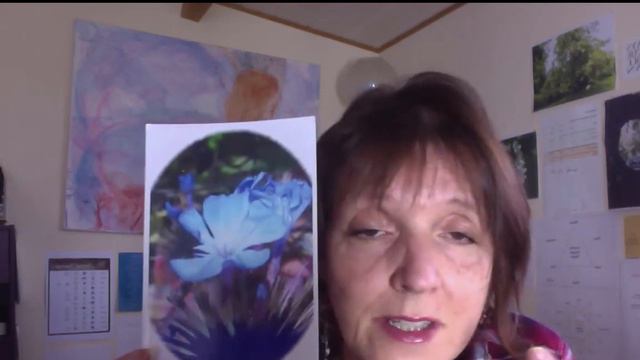 Cerato Flower Energy - Come out of your Head and into your Heart