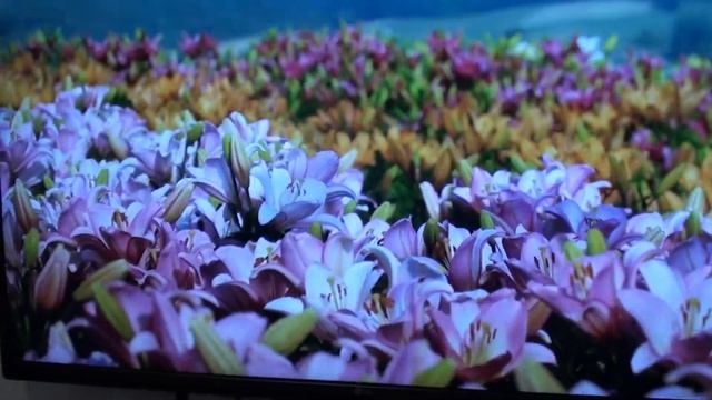 Оптический HDMI кабель Dr.HD: HDMI 2.0 4k 18Gbps HDR 3D на 100 метров!
