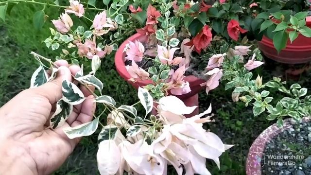 Pink Patch and Magic Sakura Bougainvillea Variety: Magkamukha ba?