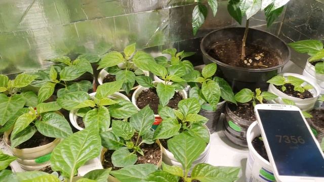 Какое  освещение у сверхострых перцев Carolina reaper 7Pot Bhut jolokia Habanero Rokoto.