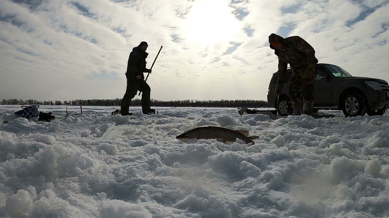 Дерзкие щуки. протока Пчелинка.