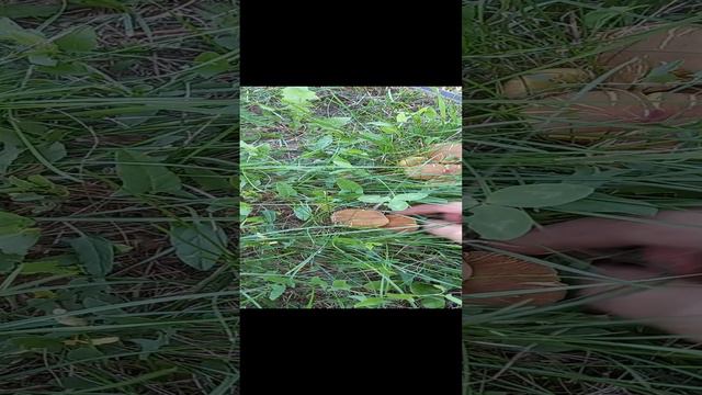 ❗Поляна снова с моховиками❗ 17.08.2024 г. Курск❗ #shorts #short #video #funny #грибы #курск #nature