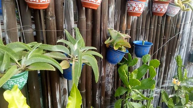 HOW TO WATER SUCCULENTS AND CACTI STEP BY STEP | PHILS. | Adelina G. Losegro