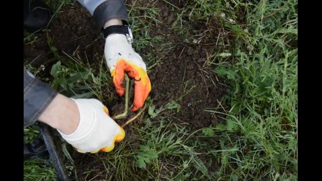Первый коп с новым прибором|Minelab Safari