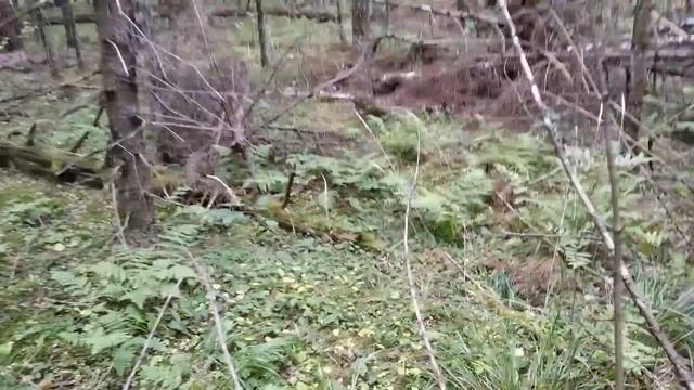 Грибные находки в лесных завалах