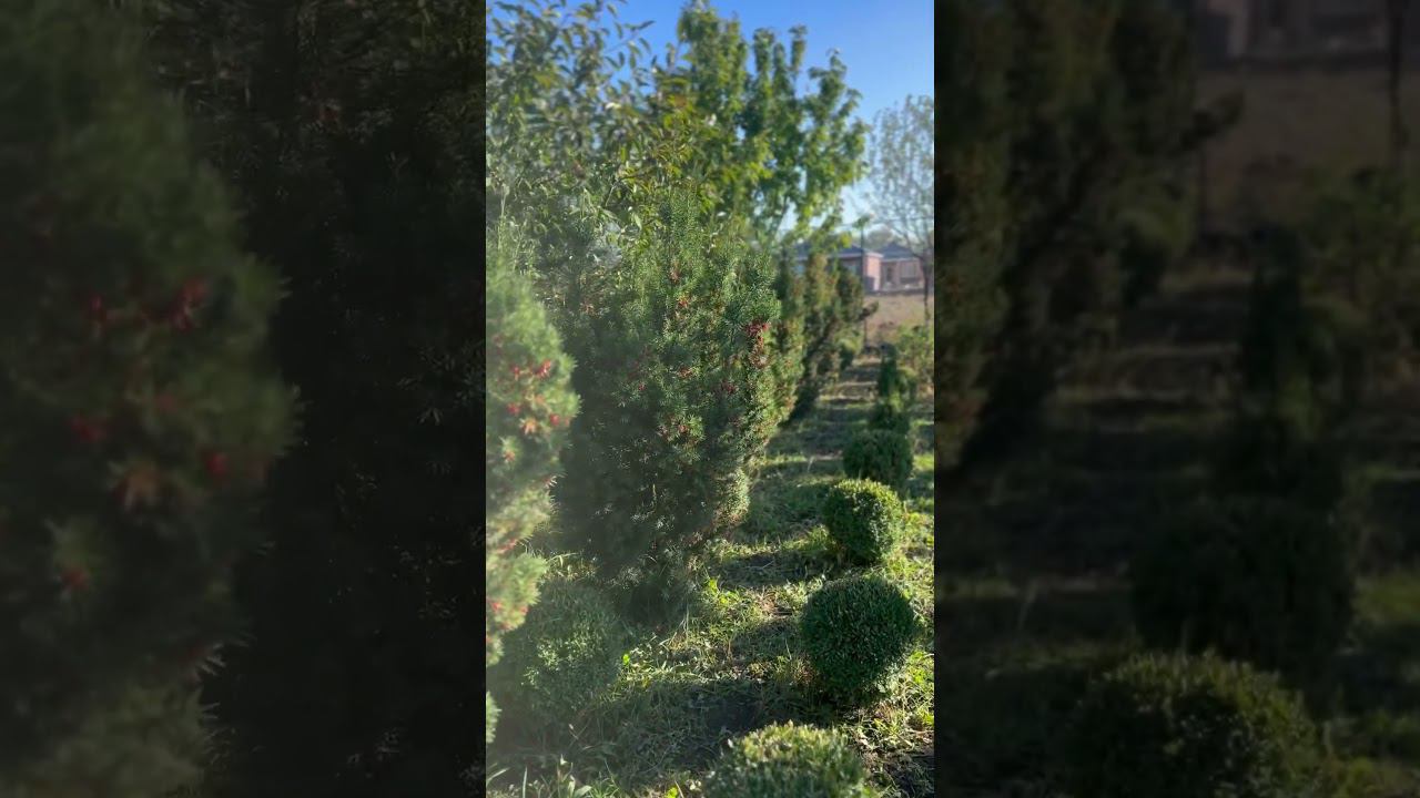 Тис Хикси (Taxus Hicksii)Питомник «Ферма.Топиарий&Бонсаи» #топиарий #красивыйсад #японскийсад #тис
