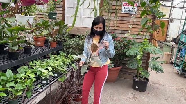 Propagating With Perlite & Rare Plant Shopping