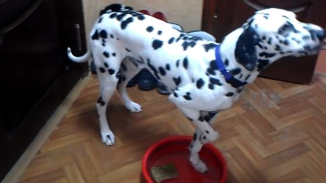 Умнейший пес. После прогулки/ Smartest dog. After Hiking/   最聪明的狗。后步行   賢い犬。散歩の後