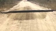 Водитель подумал, что на дороге лежит бревно, но правда оказалась куда страшнее!
